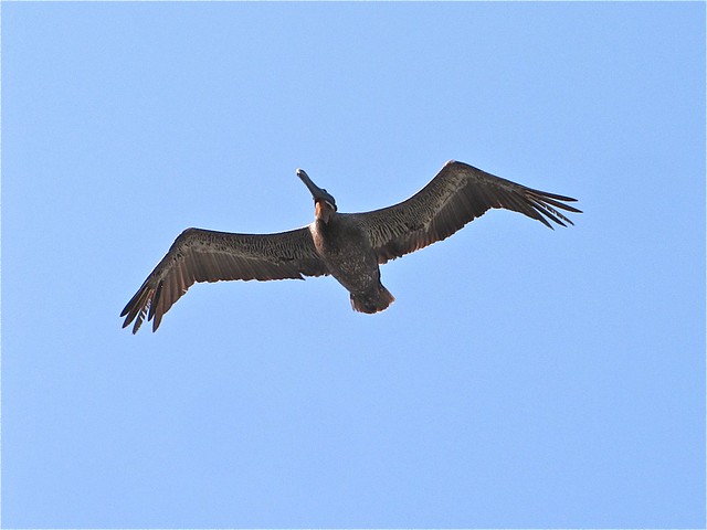 Brown Pelican at Hilton Head, SC 03