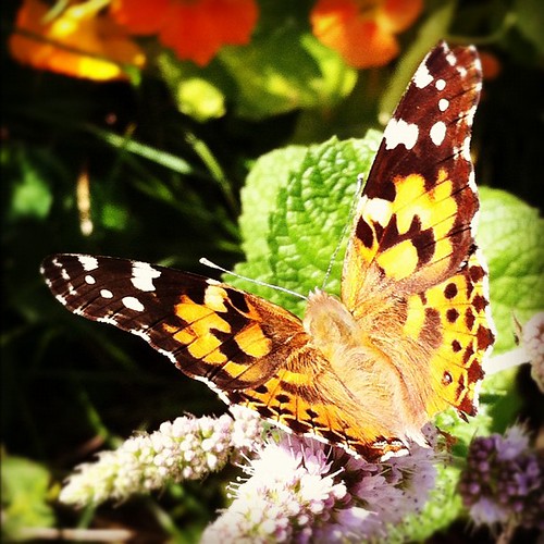 pretty painted lady