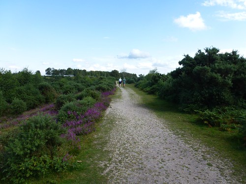 New Forest - Heathland path