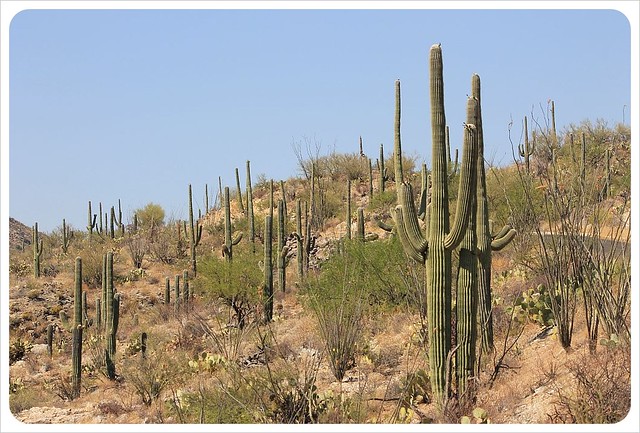 saguaros in arizona