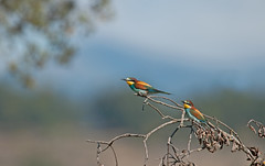 European Bee-eater, Merops apiaster.
