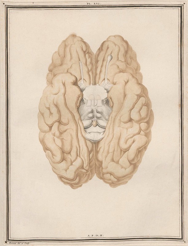 inferior illustrated view of brain lobes showing transected brain stem
