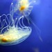 Jellyfish (Genova, Italy)Jellyfish (Genova, Italy)