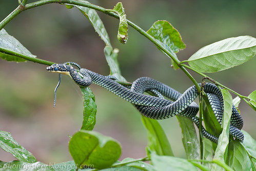 Paradise tree snake (<i>Chrysopelea paradisi</i>) IMG_9811 copy