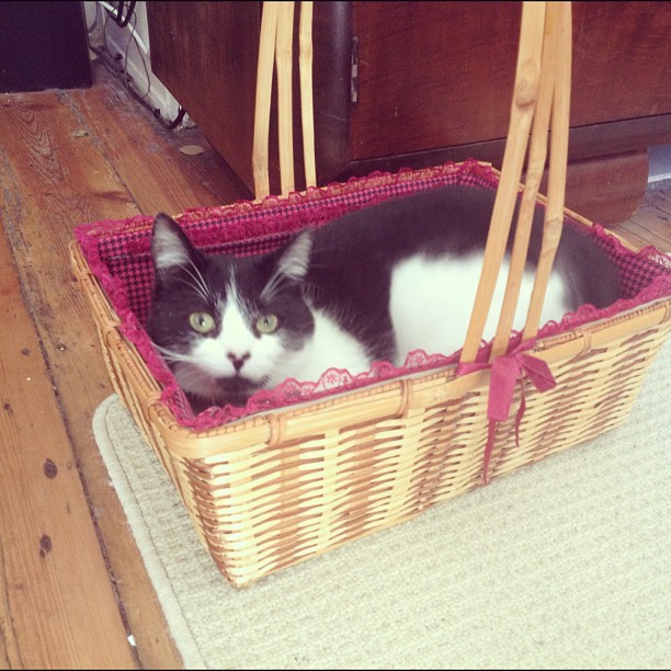 It puts the kitty in the basket