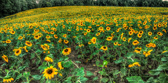 Jarrettsville Sunflower Field