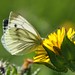 Green-Veined White Butterfly (Pieris napi)