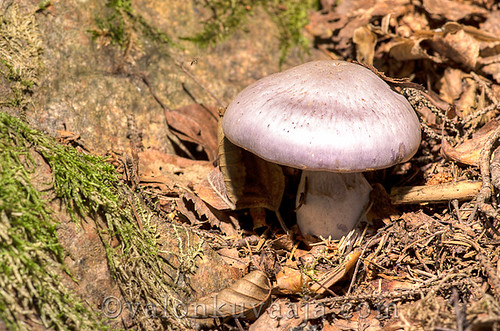 Unknown mushroom by Mtj-Art - Thanks for over 200,000 views :)
