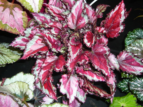 Begonia Rex varieties 