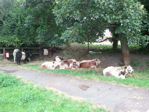 Random cows next to a path.