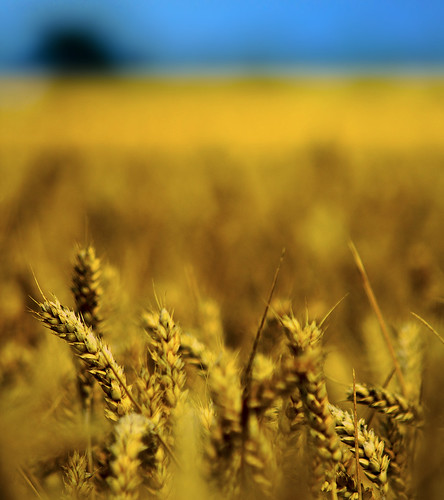 無料写真素材|花・植物|小麦・コムギ|田園・農場