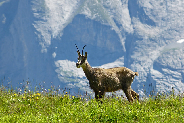 Wild Chamois, Switzerland