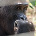 Mefou Primate Sanctuary impressions, Cameroon - IMG_2506_CR2_v1