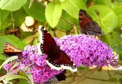 Perhosia, butterflies