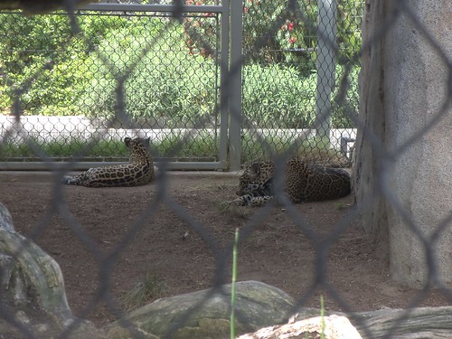 Jaguar and jaguar cub at San Diego Zoo