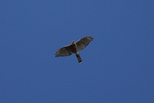 IMG_5917 Sharp-Shinned Hawk (in flight)