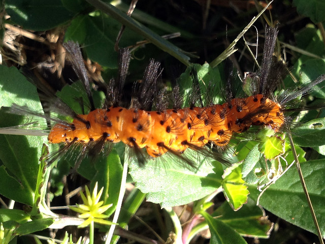 Polka-Dot Wasp Moth caterpillar