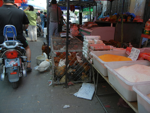 Live Ducks and Chickens in Cage in Farmer's Market, Shenyang, China _ 0440