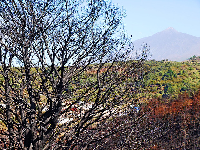 Burnt Tree and Mount Teide, Tenerife