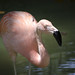91 - 2012 - Zoo Barcelona - Juliol 2012 - Nikon D7000 - _D011706