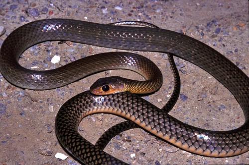 Chinese Rat-snake Ptyas korros