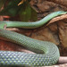 Rainforest_005_RhinoSnake posted by *Ice Princess* to Flickr