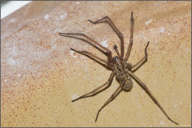 spider in kitchen sink