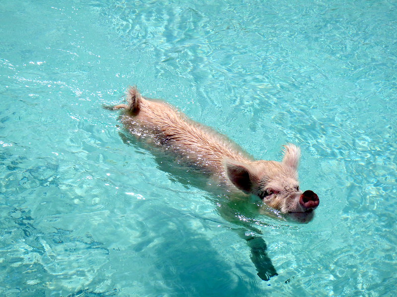 08.2012 Vorobek Bahamas - swimming pigs
