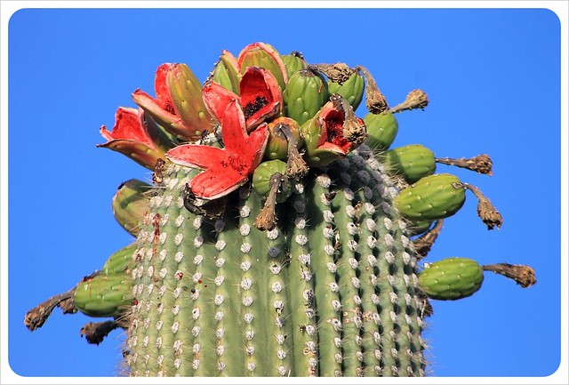tucson saguaro flowers