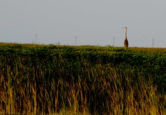 Everglades 09-02-2012