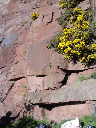 Lots of gorse on route, North Berwick Law Quarry