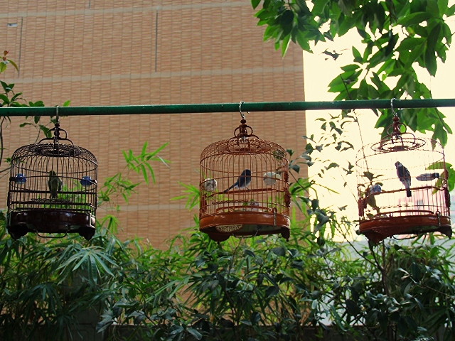 Bird Street Hong Kong cages