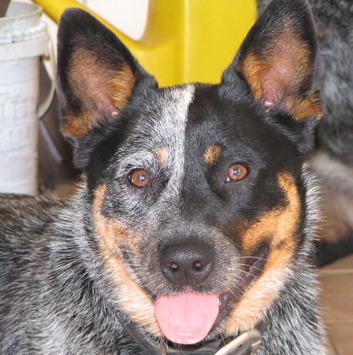 Jess with pink tongue (Australian Cattle Dog)
