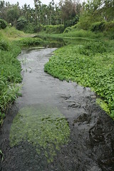 溝水濕地河岸旁的自然植被讓每種生物都能找到最舒適的家，竹林、次生林、河岸帶和河流中的魚蝦、貝類，形成完整的生態系。
