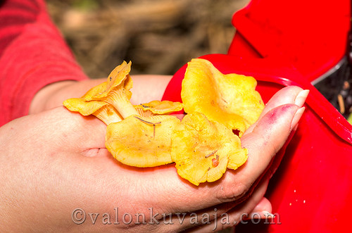 Cantharellus cibarius by Mtj-Art - Thanks for over 200,000 views :)