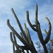 Chile cactus