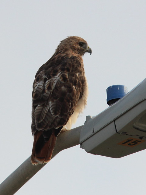 Red-tailed Hawk 20120819