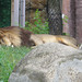 Lions_060 posted by *Ice Princess* to Flickr
