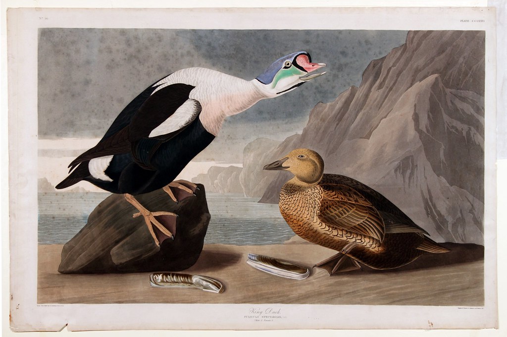 14  Audubon - Kittiwake Gull.jpg