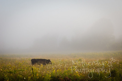 Cow wandering through the wildflowers with morning fog