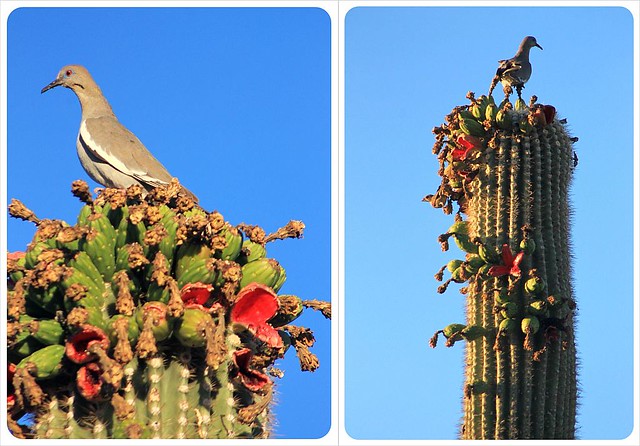 doves on saguaro cacti