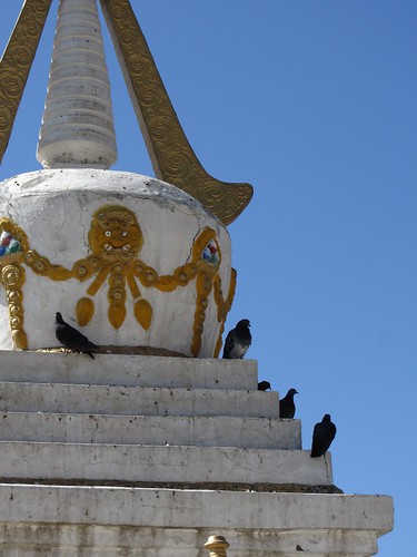 stupa and sacred pigeons