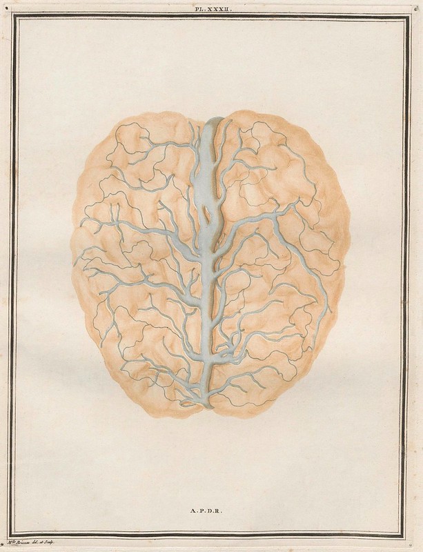 scientific sketch from 18th century showing view of brain and blood supply
