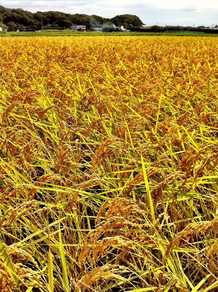 Rice Fields 2012
