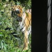 Tigers_088 posted by *Ice Princess* to Flickr