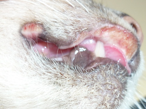 Rodent ulcer again!! Diabetic Cat Care