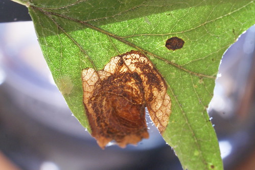 Leucoptera malifoliella (2)