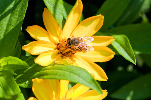 Bee Happy by DisHippy