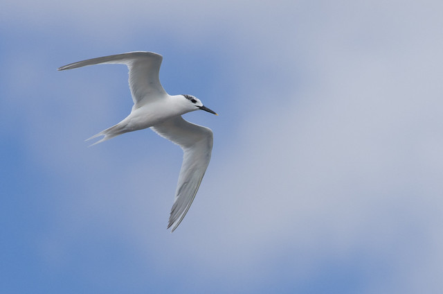 sandwich tern in flight - Puerto del Carmen Marina