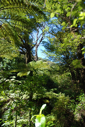 Beautiful NZ forest by imajane